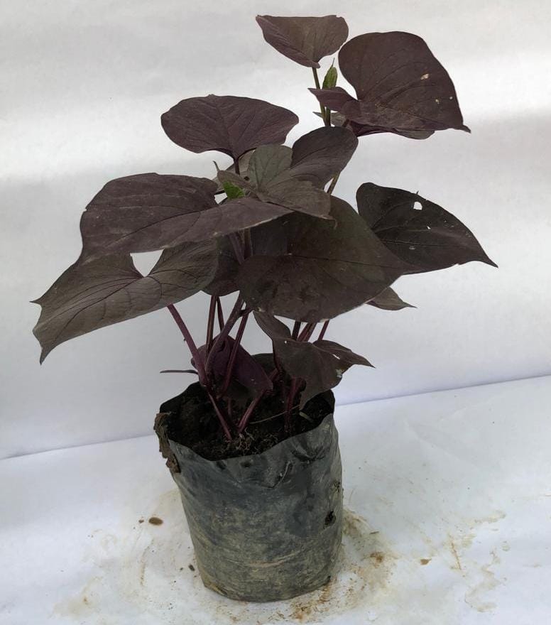 Red Money Plant